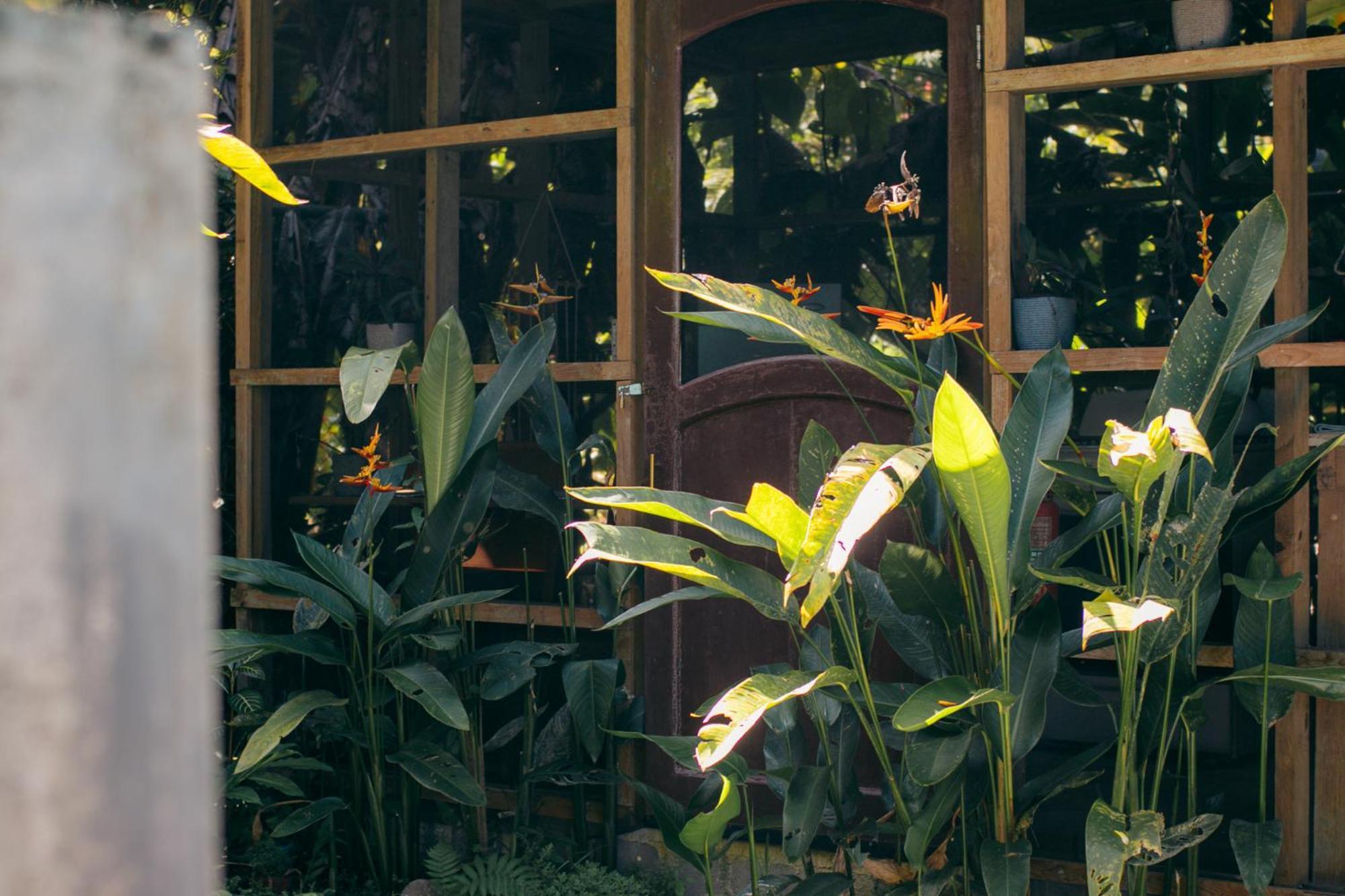 Casa De Mono Bocas Bed & Breakfast Big Creek Exterior photo